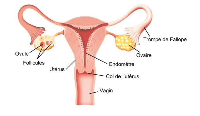 Utérus femme